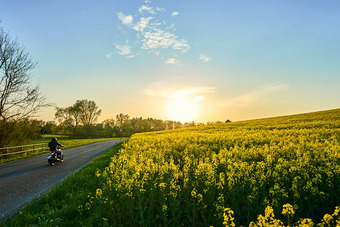 Idyllische Landschaft mit Motorradfahrer auf Straße neben gelbem Blütenfeld, Sonnenuntergang und Bäumen im Hintergrund.